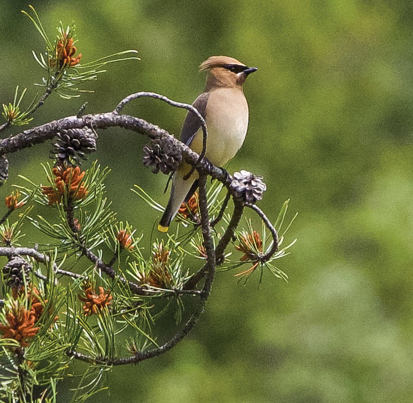 Cedar waxwings devour flying insects in the summer, and in the fall are attracted to native berries.